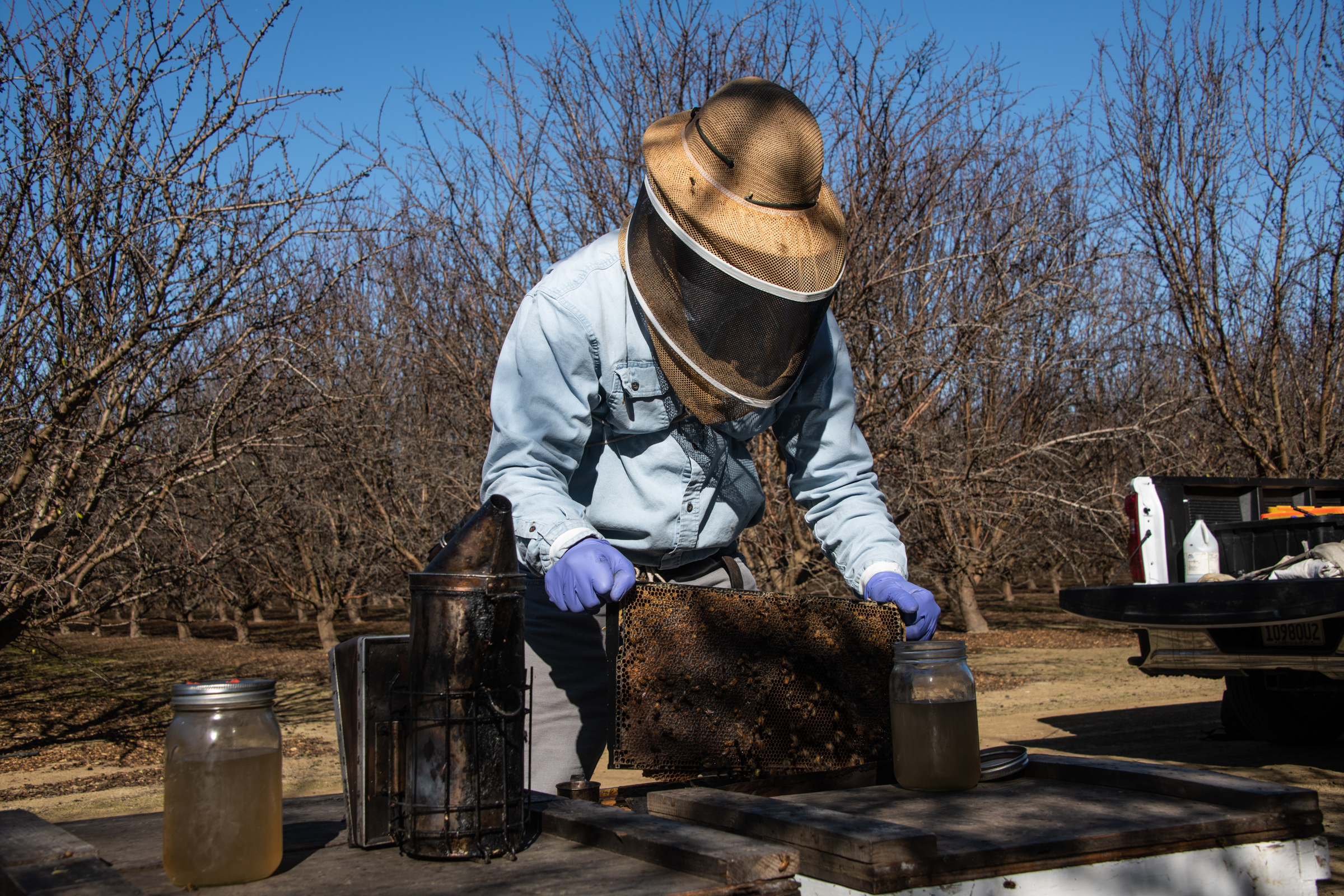 Nelson Williams of the Bee Informed Partnership checks hives as part of the Bee Integrated Demonstration Project.