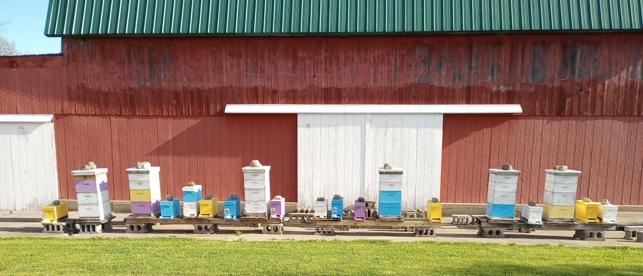 My hives and nucs this past Spring