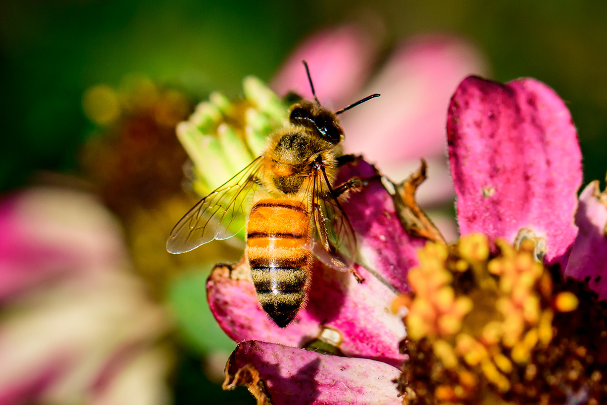 Honey bees, Apis mellifera, search for nectar on flowers in the pollinator garden outside the Pollinatarium. A small passageway from the observation hive to the outdoors allows the bees to access the floral resources. Photo by Fred Zwicky