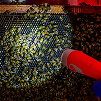 Using a flashlight in the darkened room, Deem and Beach search for the queen to move her to the new hive. The other bees will follow her scent. Photo by Fred Zwicky