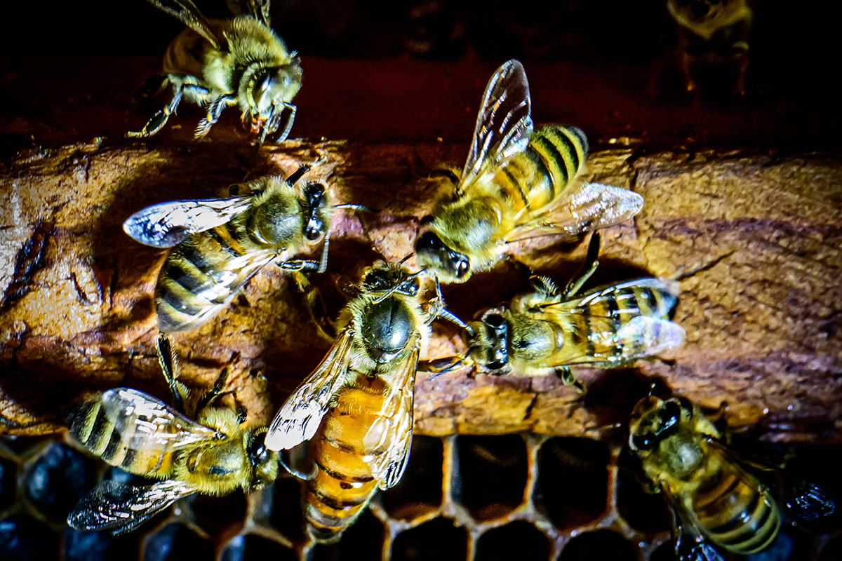 The queen, Zig Zag Zoey Walker, center, is transferred to the new hive box and the other bees swarm around her.  Photo by Fred Zwicky