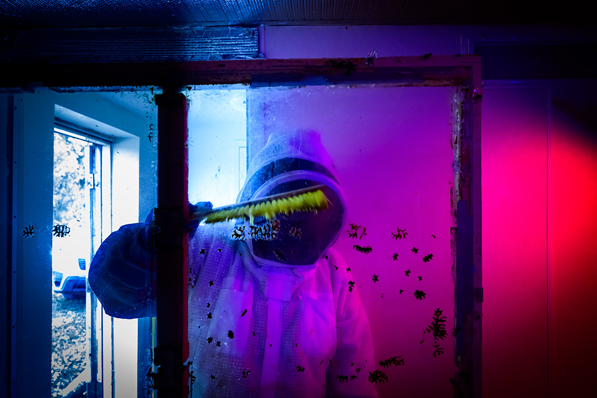 The team works to gently transfer the bees without also bringing along the beetles. Rather than shaking the bees, which would knock the beetles into the new hive, Beach uses a soft brush to gently encourage any stray bees to fly off or drop into a dustpan. The hive box is reconnected to the original entrance/exit, allowing the bees to fly outside at will. Photo by Fred Zwicky