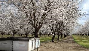 Self-Pollinating Almonds Need Our Bees