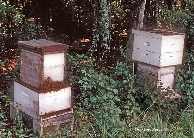 Figure 1
Box hives being transferred to standard equipment3