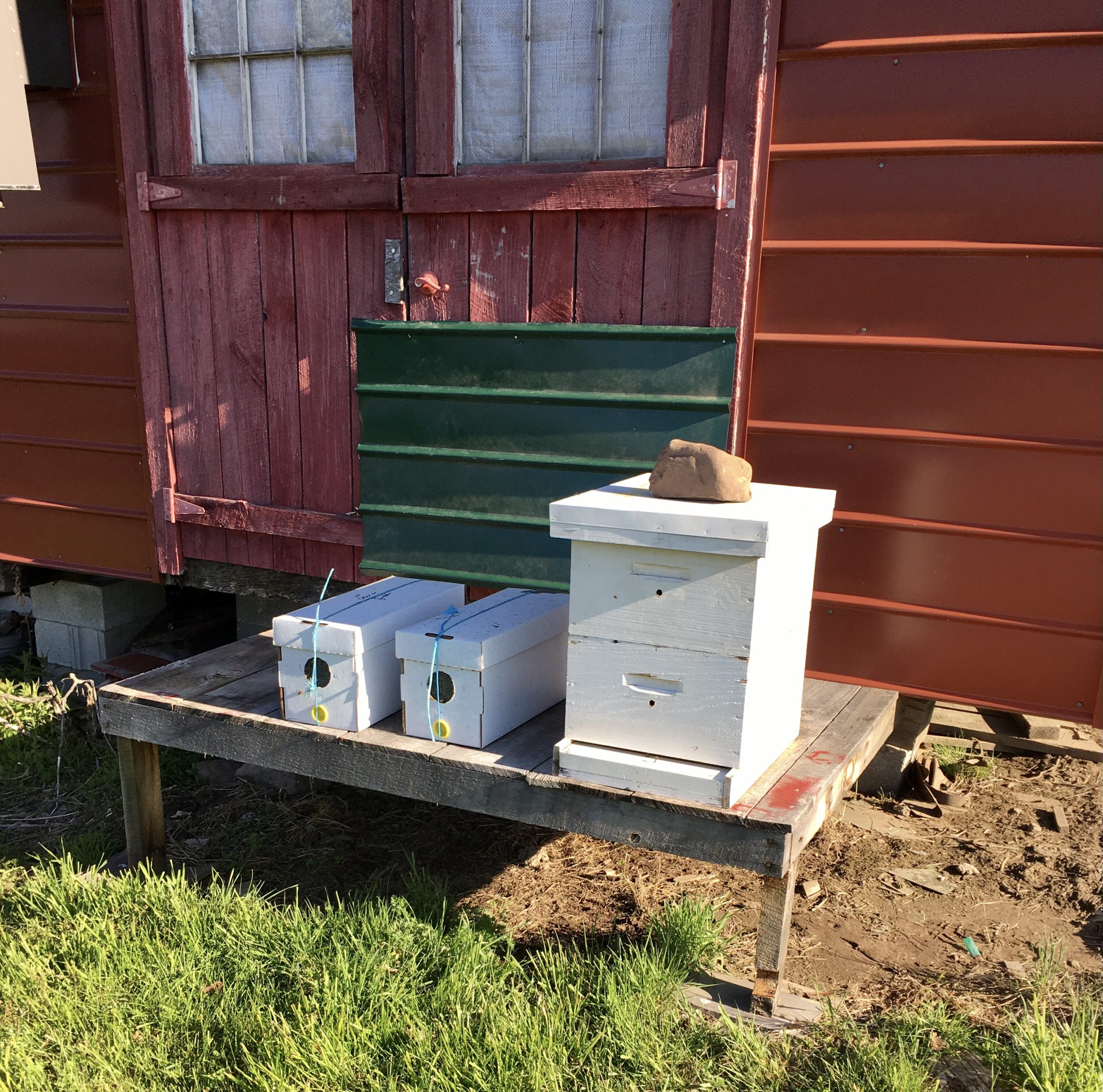 Stop 1 nucs waiting to be transferred to their new hives