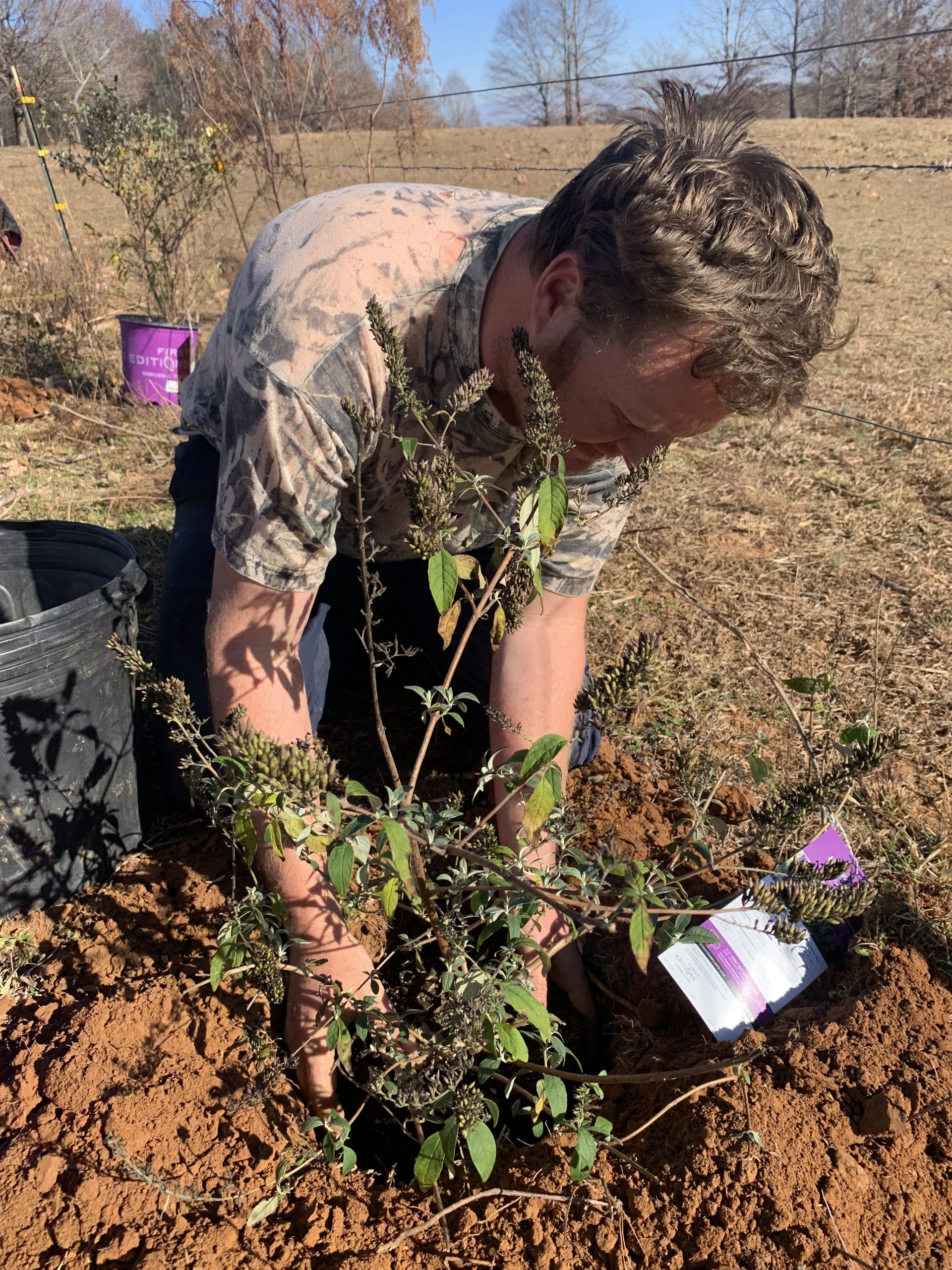 Planting butterfly bushes