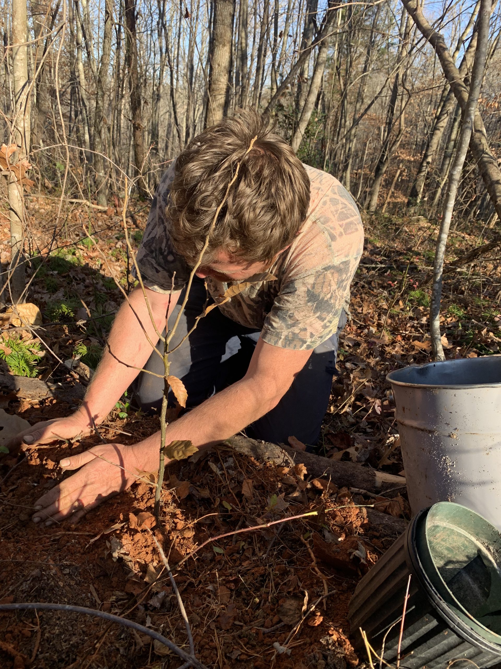 This American Chestnut may never be found again