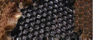 Colony Development
