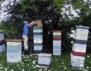 Honey Harvest: Early or Later