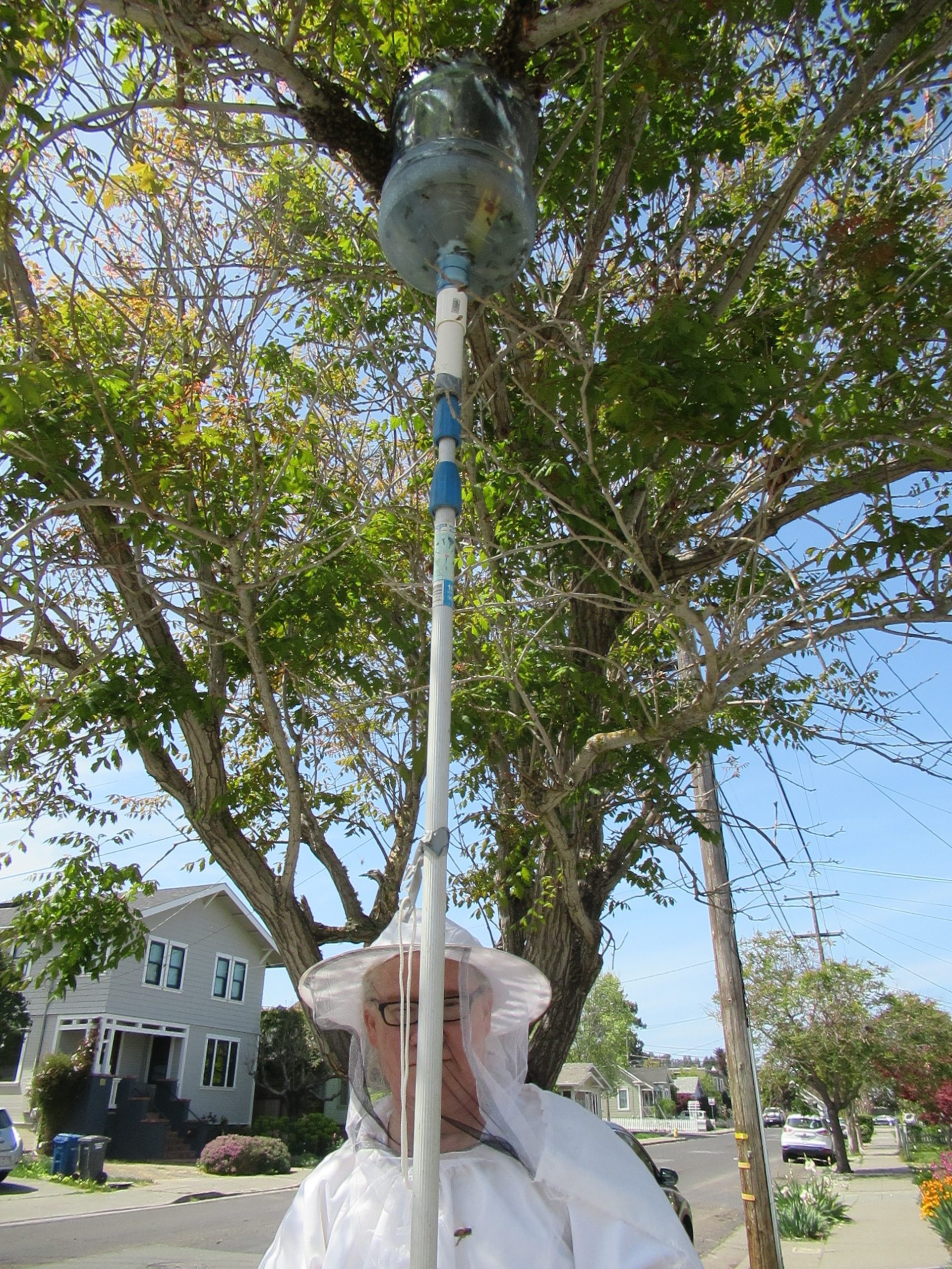 Another beekeeper, Paul LeMay, using the swarm catching “bucket” for a high swarm.