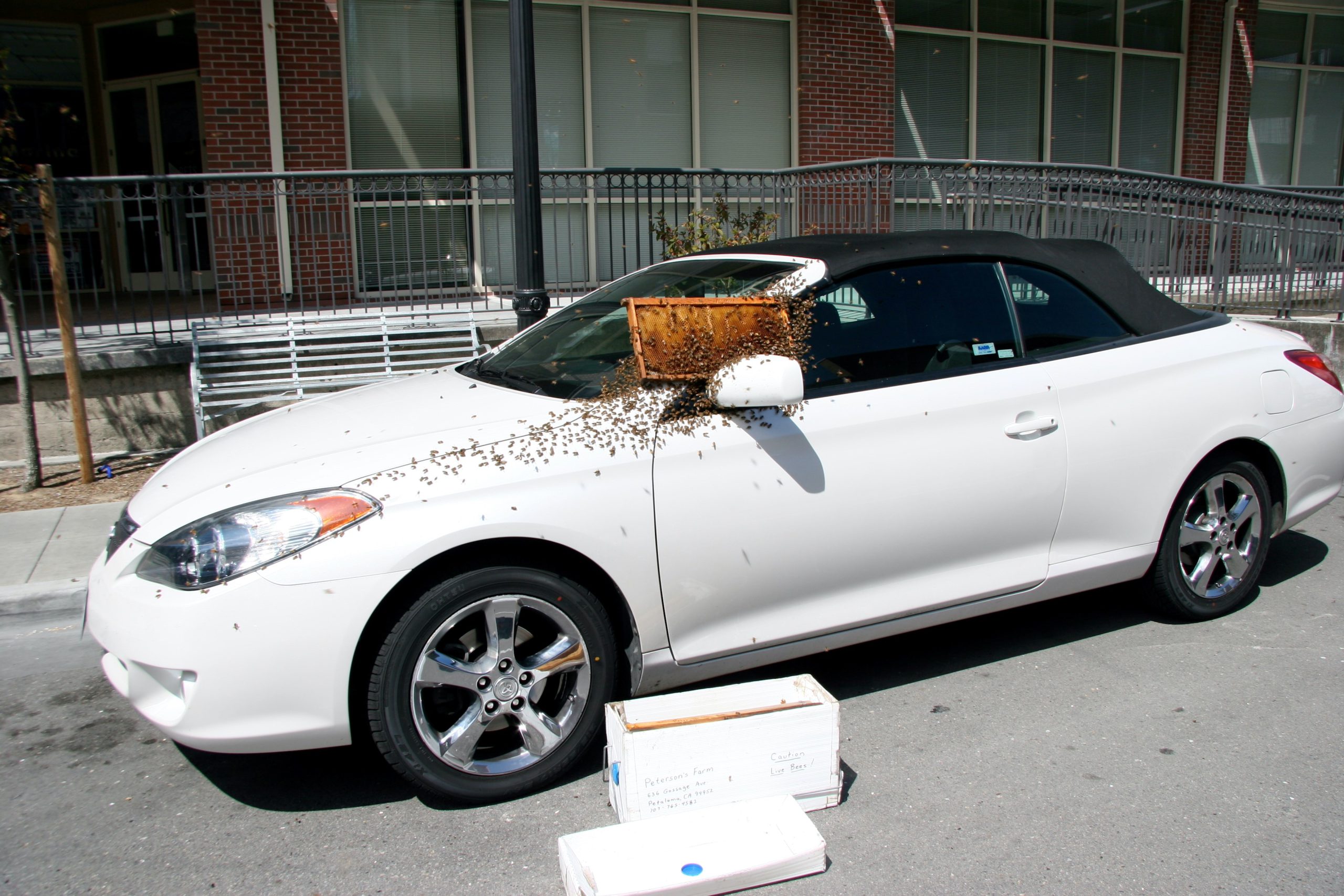 Having an old frame really helped lure the bees off the car in Petaluma. Funny thing that happened while I was doing this was the owner of the car saw me doing this and turned to her companion and casually said, “I guess we will take your car!”