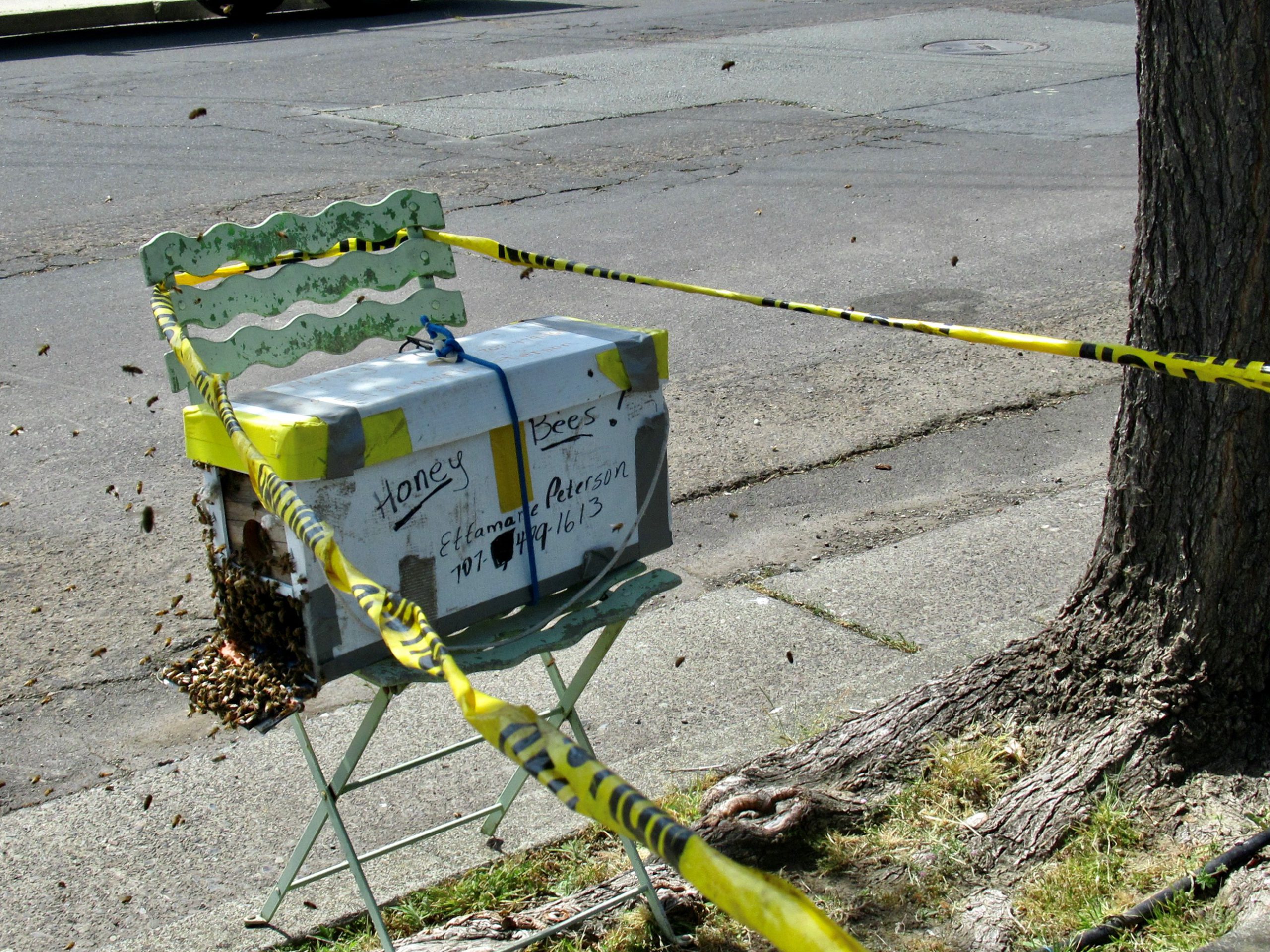 Caution tape was very necessary to alert cars and people to this swarm 
catching in progress. The box in the photo is one of my homemade swarm boxes made from campaign posters and old bee boxes.