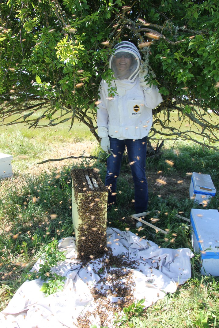 I had to call my beekeeper friend Darlene McGinnis and ask her to bring the big double-deep hive her husband John builds because there was another huge swarm in the same location. You can see in this photo how using an old sheet under the box helps the bees enter the box.