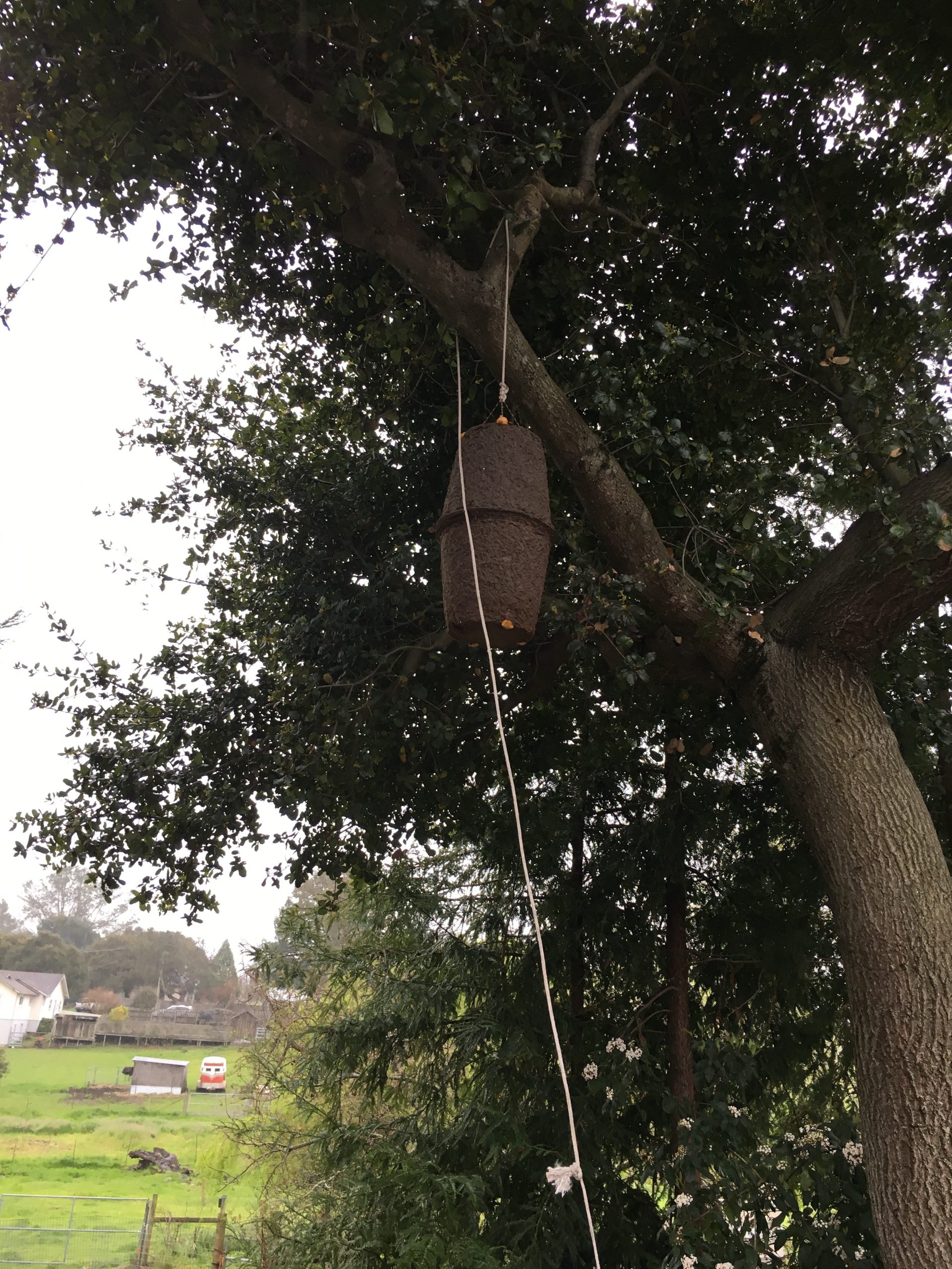 When a swarm is too high to reach, the 
alternative way to capture it is to hang a swarm trap made of two pressed pulp flower pots and hope they go into it. I explain to people that it does not always work because sometimes the bees have already decided where their next home is and will go there instead.