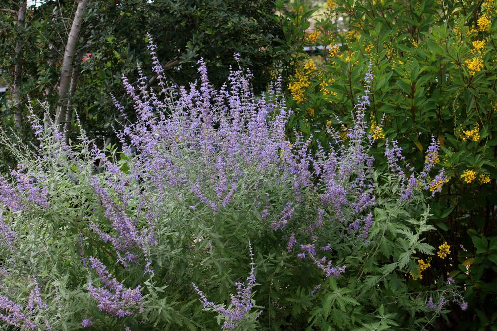 Russian sage ‘Blue mist’
Source: https://garden.org/plants/group/perovskia 