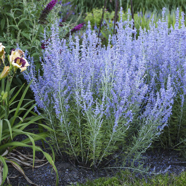 Above:
‘Blue Jean Baby’
Source: https://www.waltersgardens.com/variety.php?ID=PERBJ