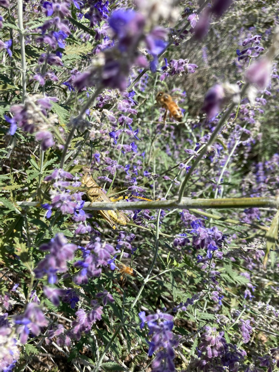 Two bees and a grasshopper visit A.I. Root gardens.