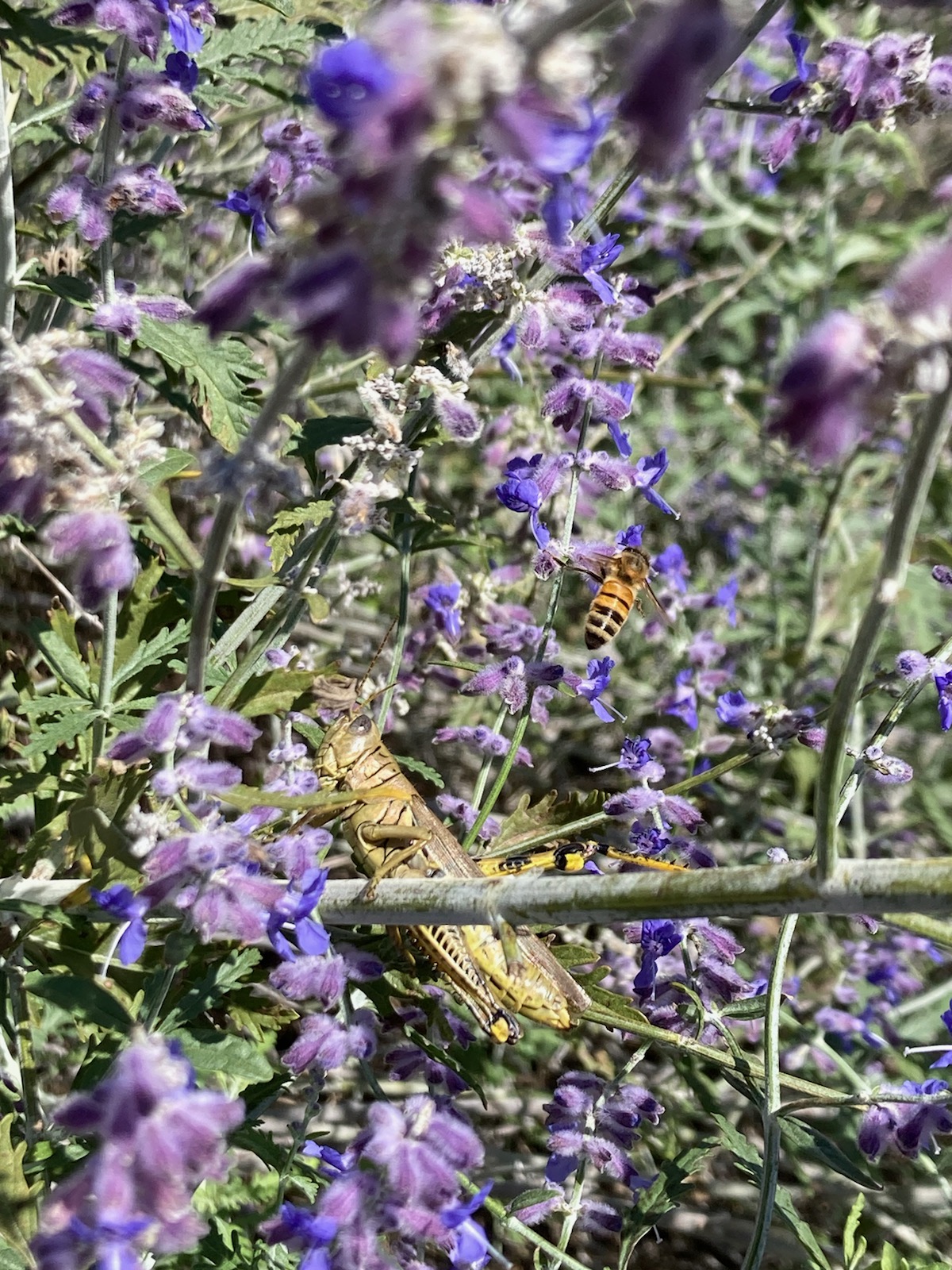 Two bees and a grasshopper visit A.I. Root