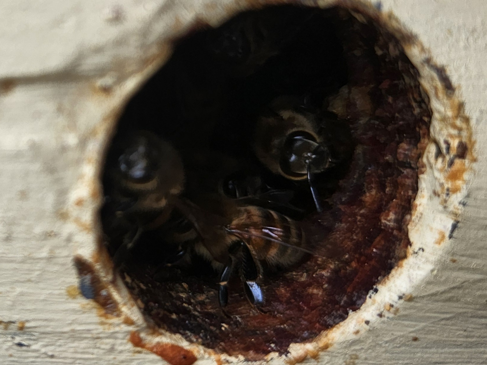 Upper entrance one
It is common to see bees at the top entrances in the Winter even when the temperatures are cold. These top two upper hive entrance photos were taken 1/9/2024 1:07 pm in the Twin Cities, MN when the temperature was at the daily high of 31 degrees F. Bottom photo was taken at 11:20 am on the same day when the temperature was 30 degrees F. Photo credit: Rebecca Masterman