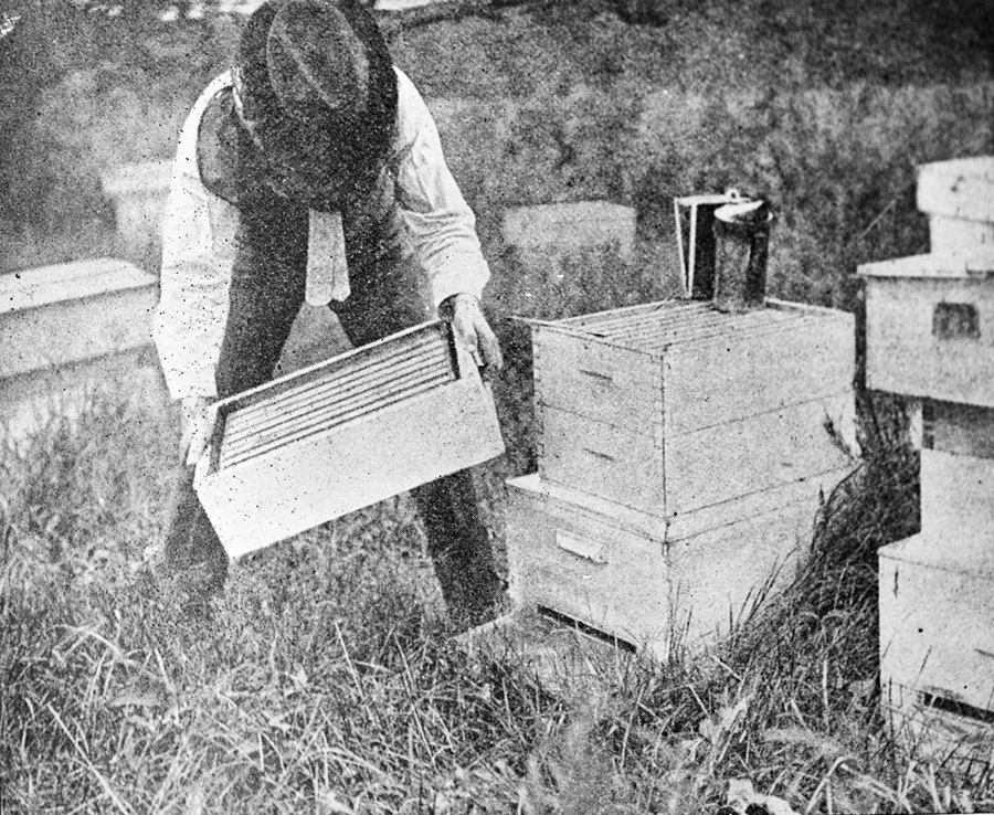 Figure 2
Single story brood nest on bee hives in 1918.