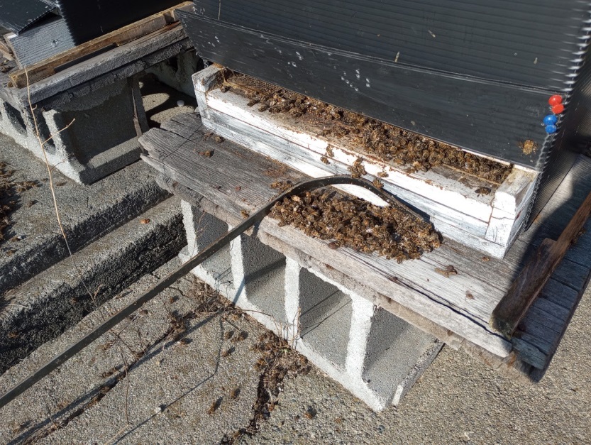 A half inch bent metal bar (shepherd’s crook)
used to pull dead bees out from the bottom board