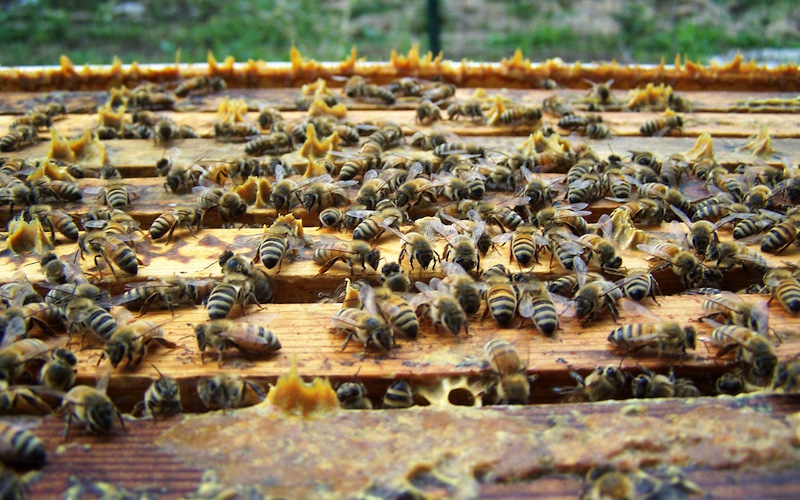 Propolis build up on a hive can fill in all space between frames on the frame rest groove