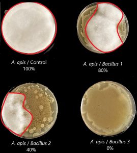 The Beekeeping Journey of a Biologist –