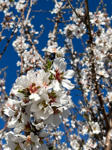 1 Million Acres of Almonds to Pollinate in California. It takes gazillions of honey bees to do this