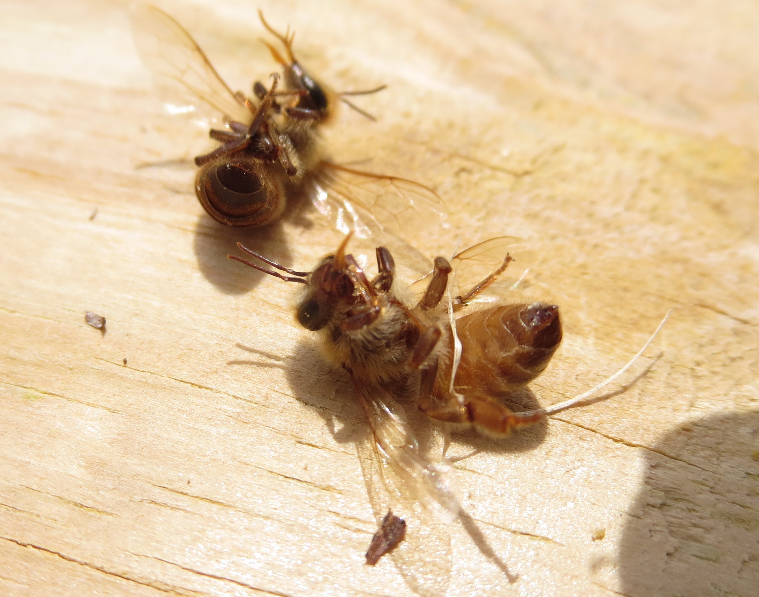 Figure 6: Two dead bees with chronic bee paralysis virus from one of my colonies. Increased space between hives limits inter-colony pathogen transfer and is likely part of the reason why only one of my colonies showed clinical signs of illness.