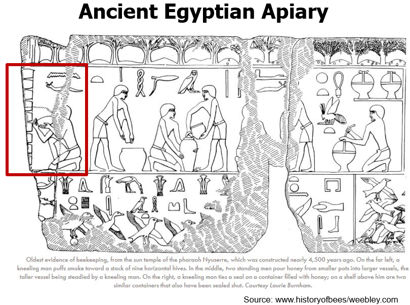 Figure 1. Since ancient times, beekeepers have spaced hives close together. The red box shows the beekeeper smoking nine horizontally stacked hives. Recently, researchers have determined that closely spaced hives reduce colony health.