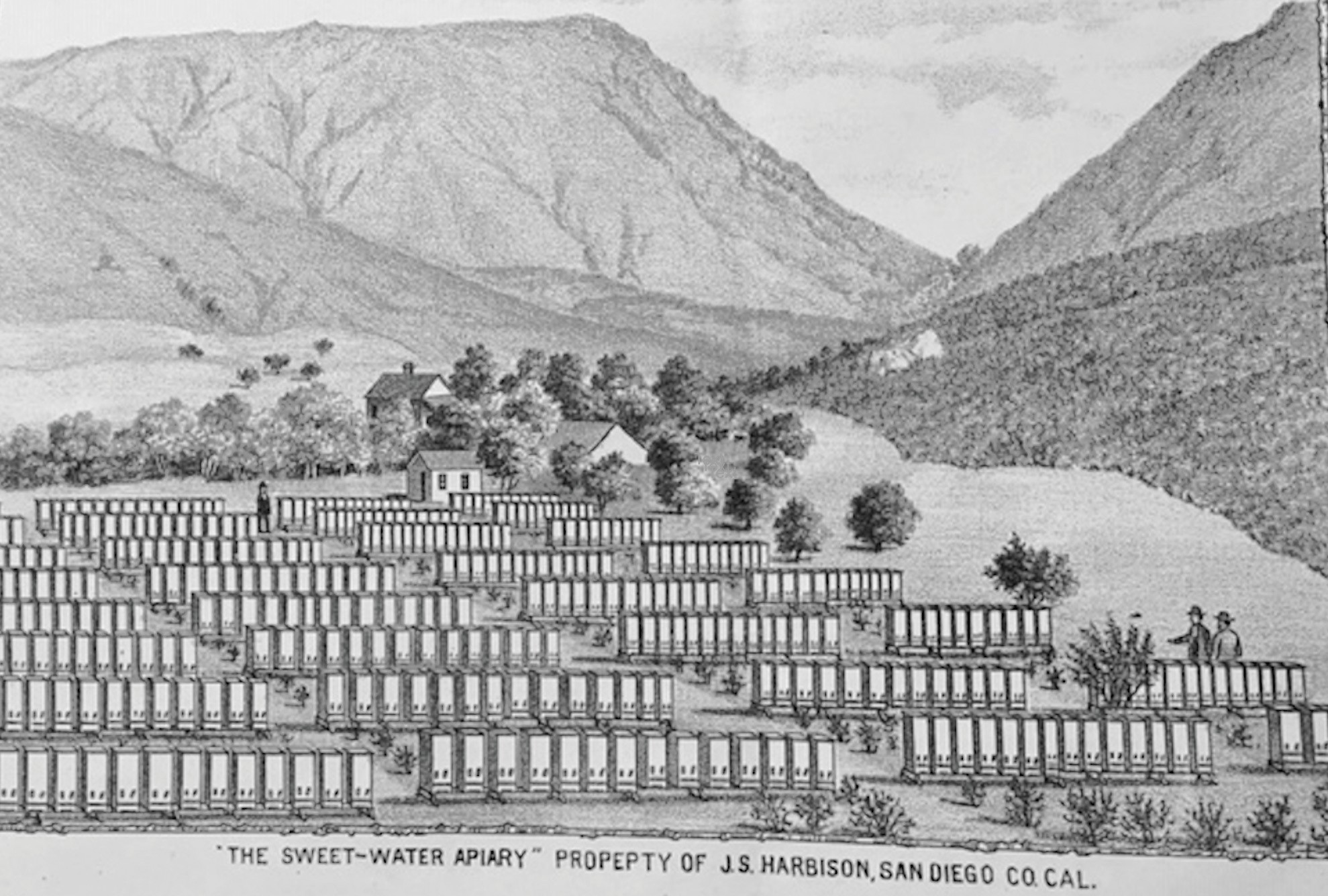 John Harbison moved his bees to San Diego County in the 1860’s from Sacramento County to take advantage of the longer nectar season.