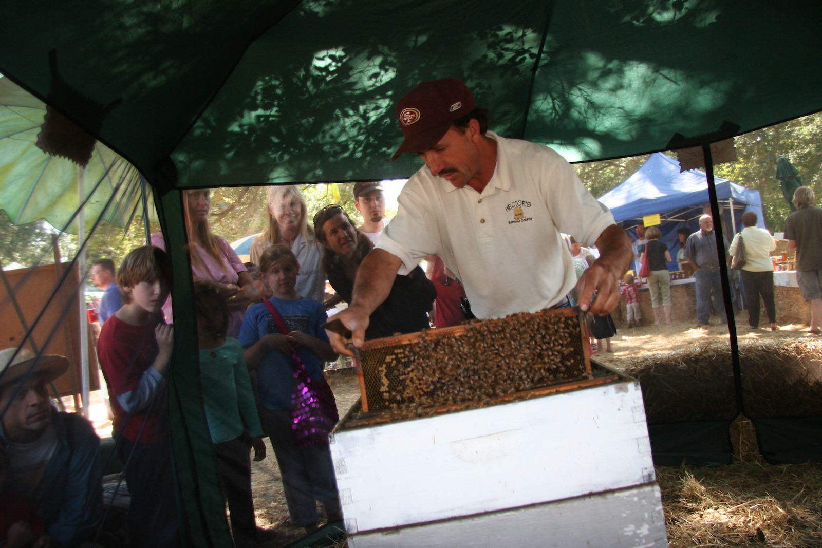 Hector Alvarez in screened tent at Gravenstein Apple Fair. Photo by Ettamarie Peterson