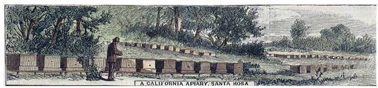 In 1881 the hives were Langstroth. This apiary was in Sonoma County in 1881.