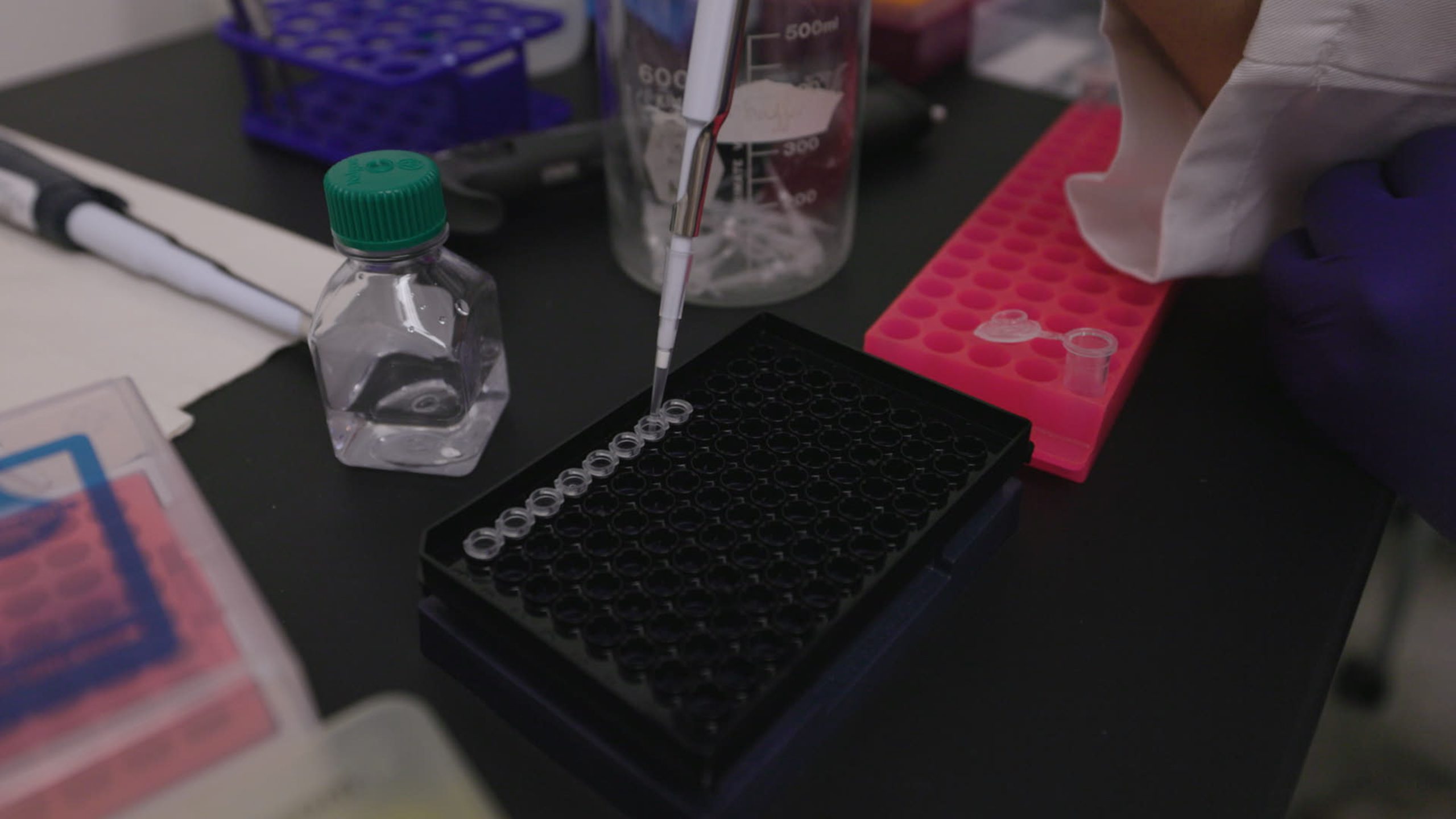 Pipetting bee samples. Photo Credit: Jen Hiles, GCC Photographer