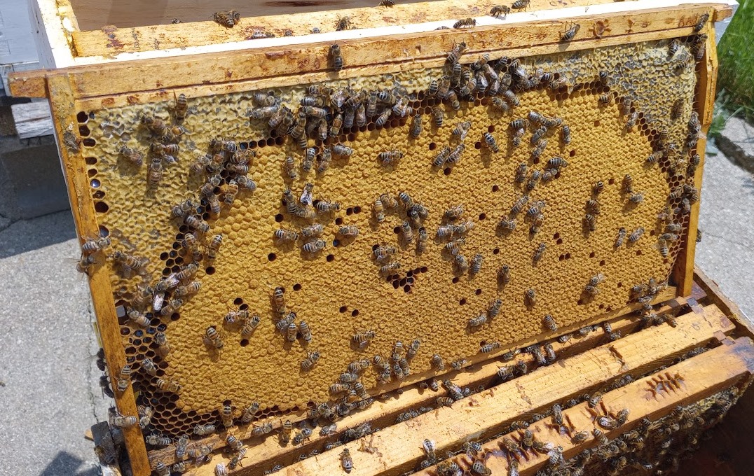 A nicely filled brood frame with capped honey along upper edge