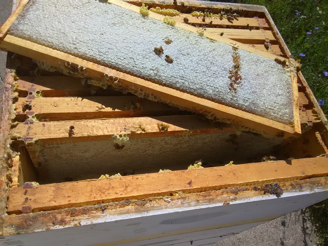 A nine frame honey super with capped previously drawn
honey comb cells drawn out farther than first year use