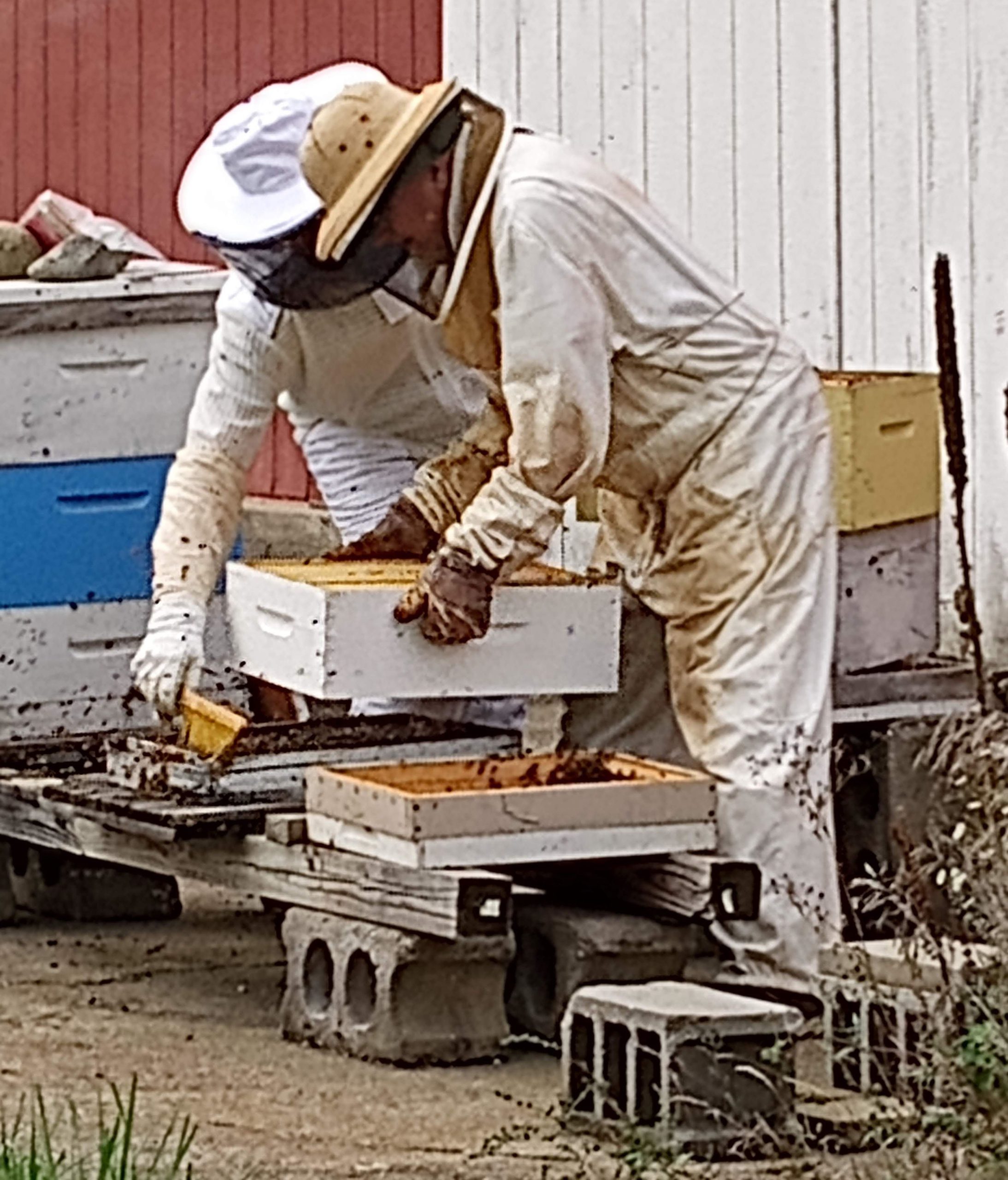 Hive inspections are easier with a helper
