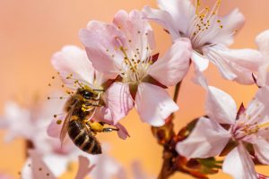 U.S. beekeepers report ‘catastrophic’ winter losses; cause is a mystery