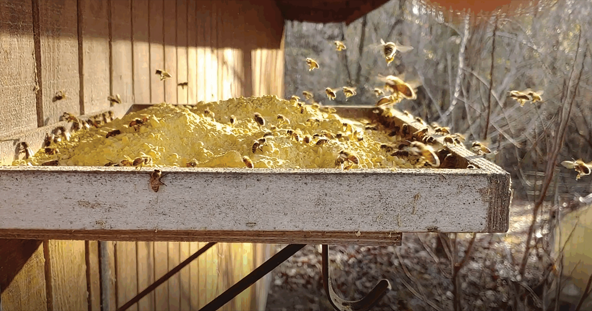 Found in Translation