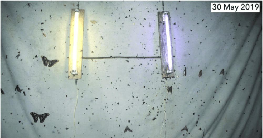 Lack of moths in 2019