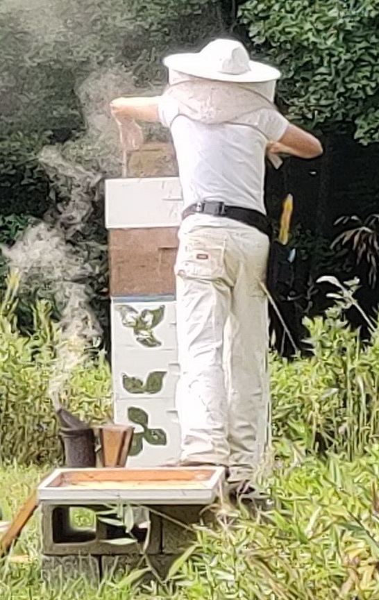 The author inspecting hives