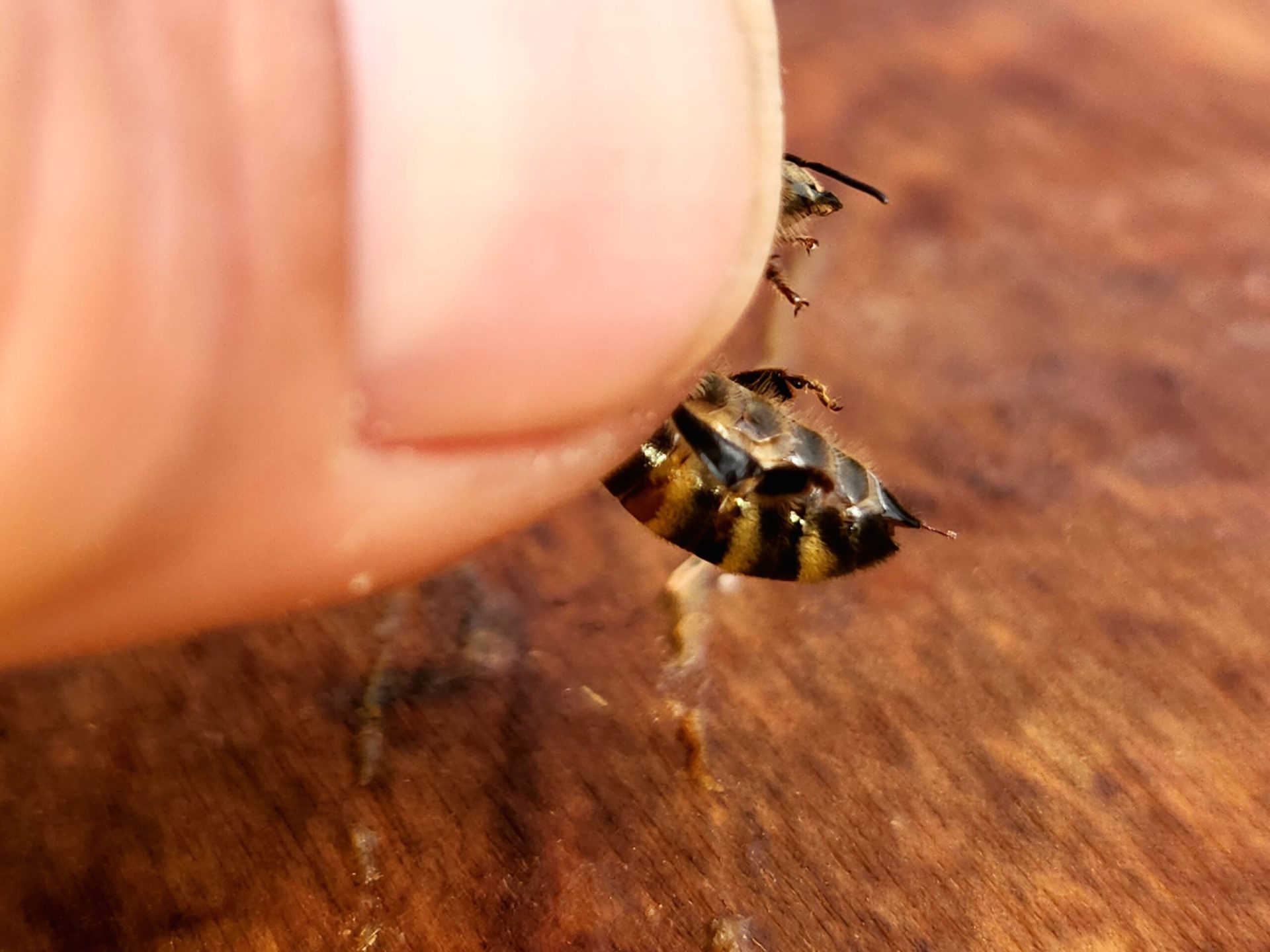 Minding Your Bees and Cues