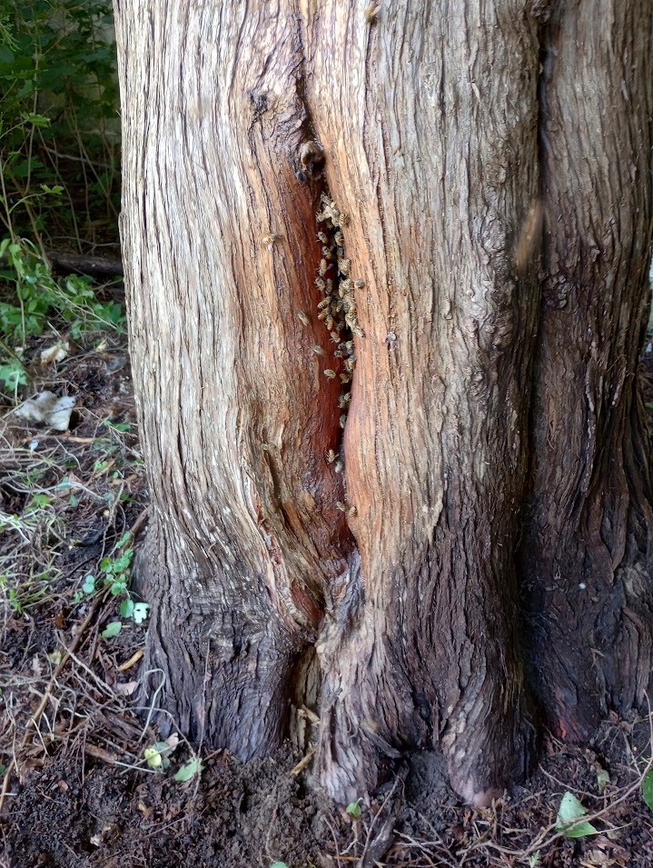 Bees in a tree