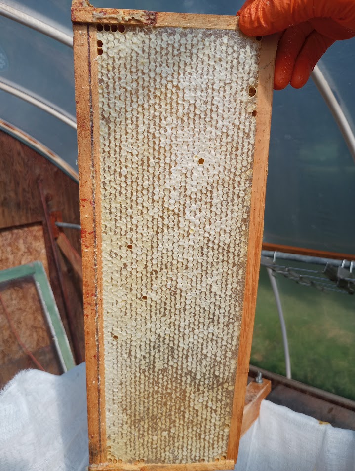Off the Wahl Beekeeping