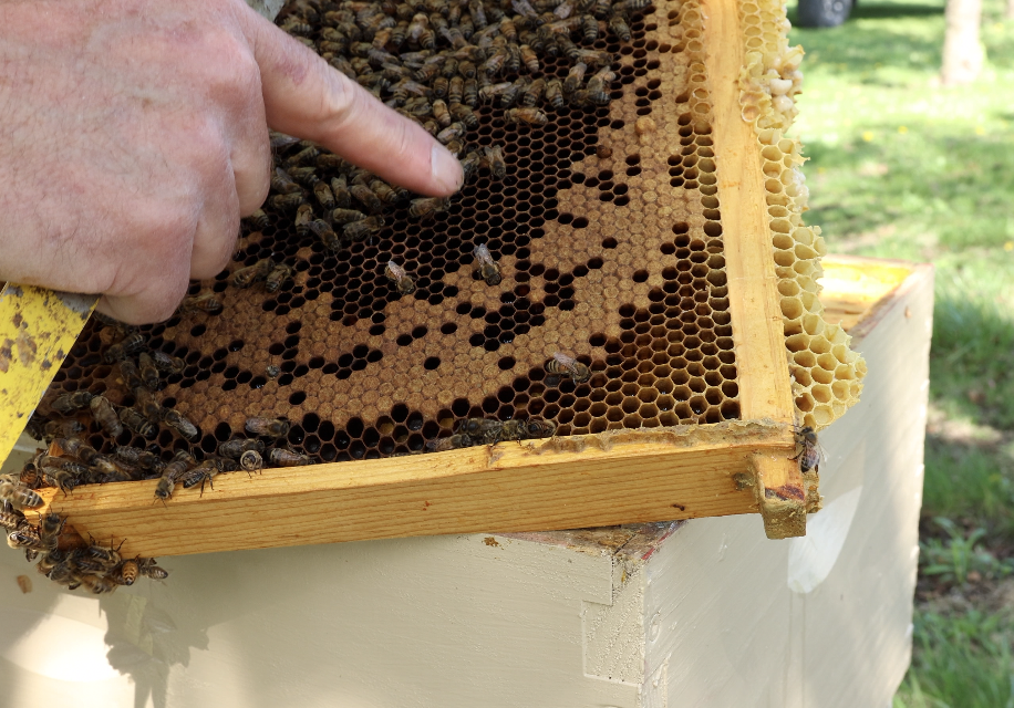 bees and comb
