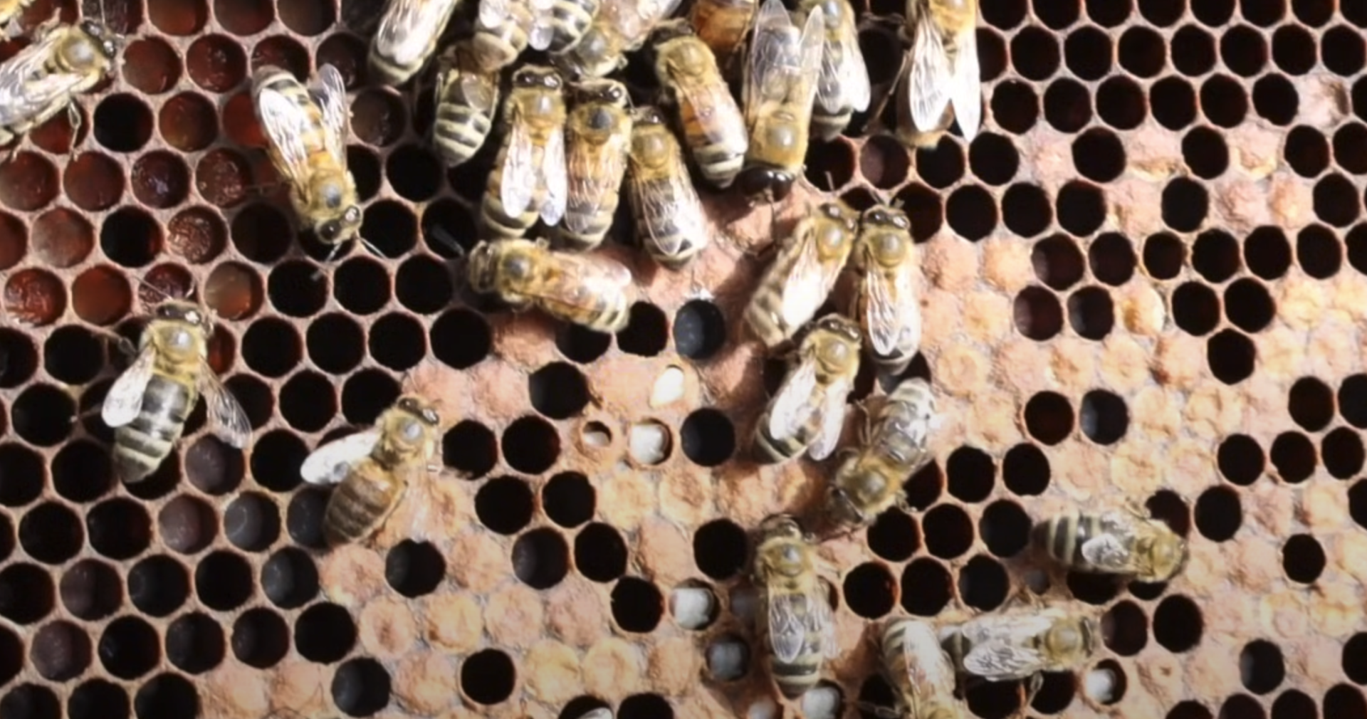 The Hive Detective: Solving the Mystery Of Your Bees