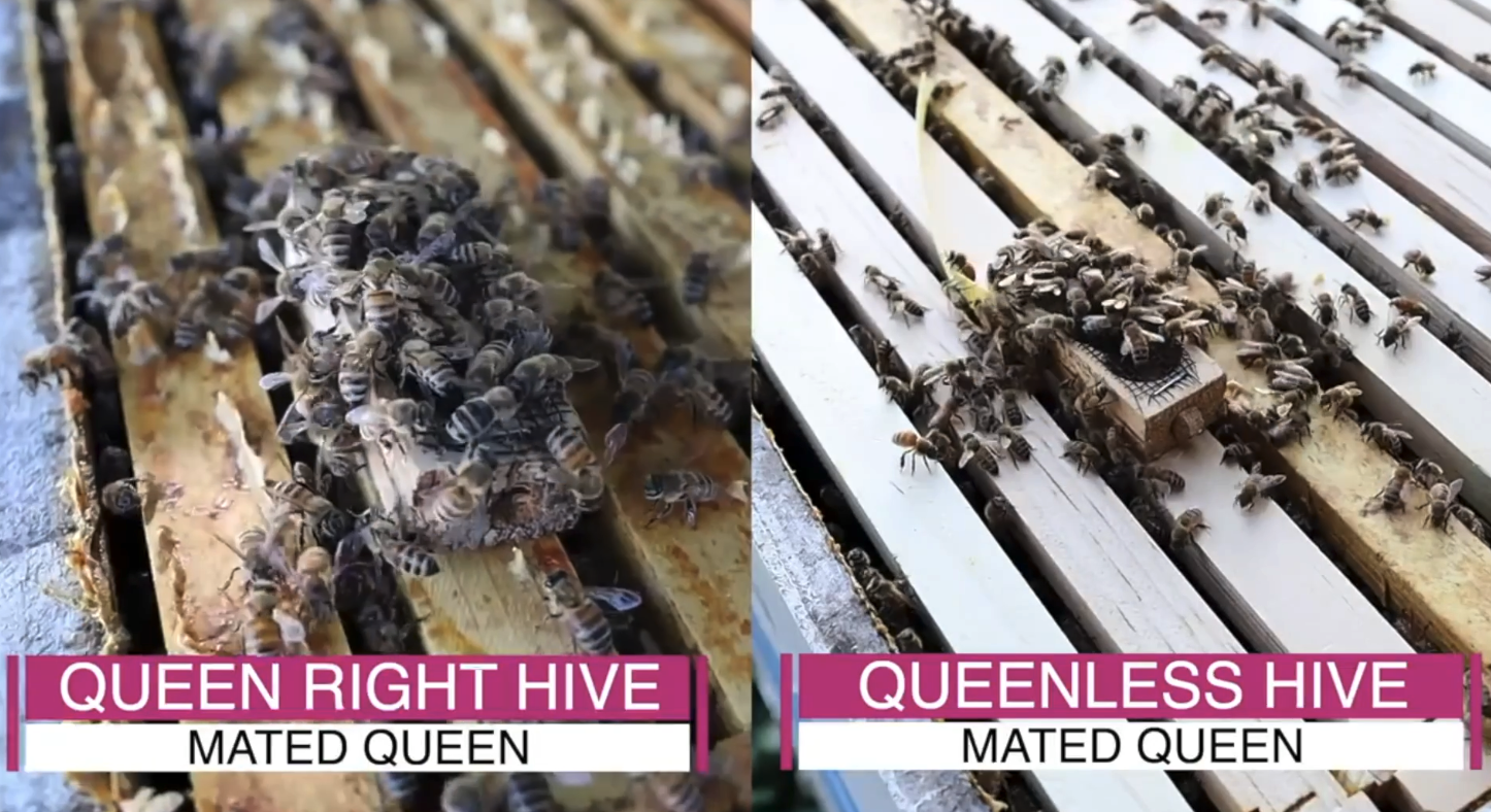 How to Overcome Queen Acceptance Challenges Part 1