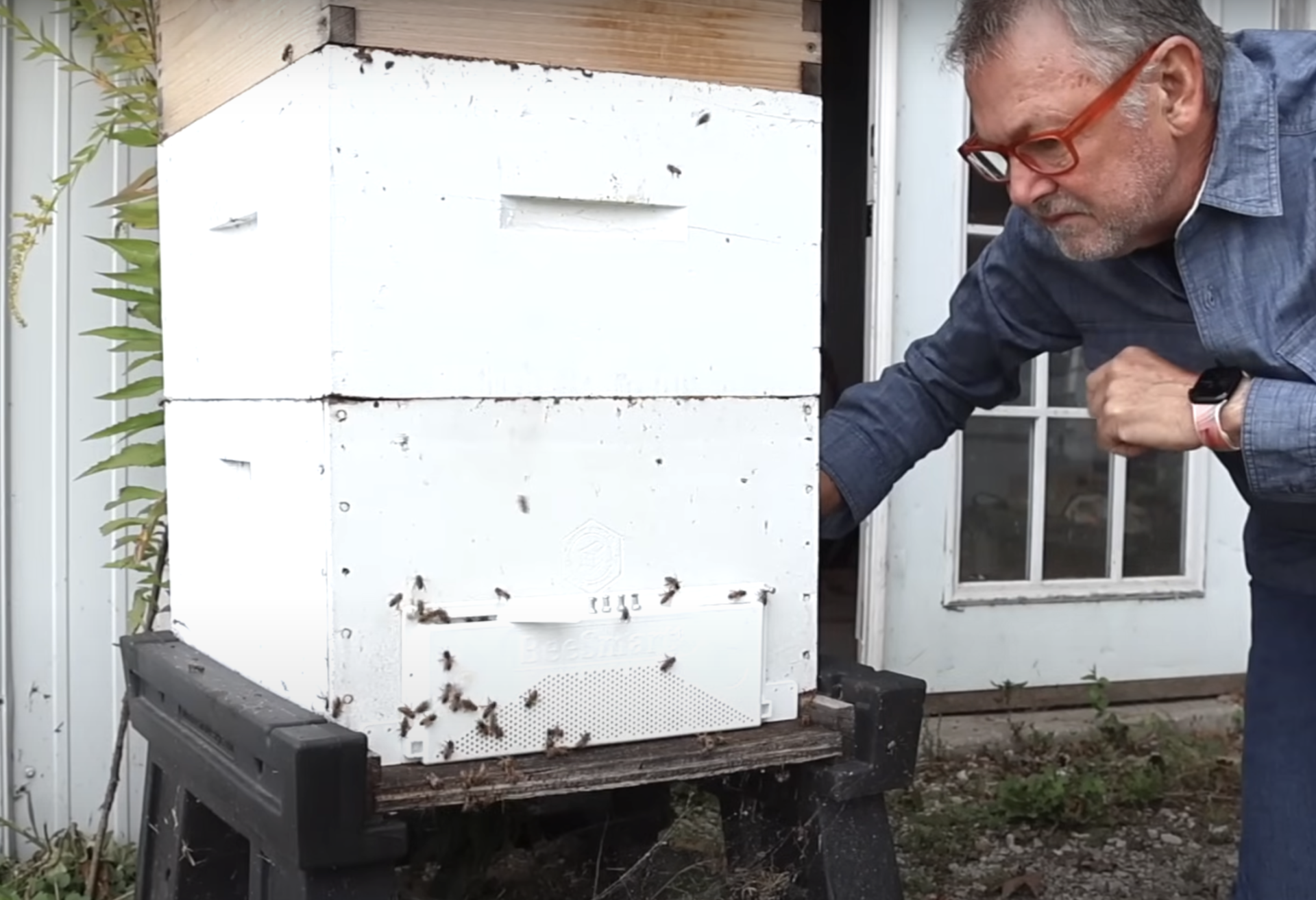 Career Change and Honey Bees