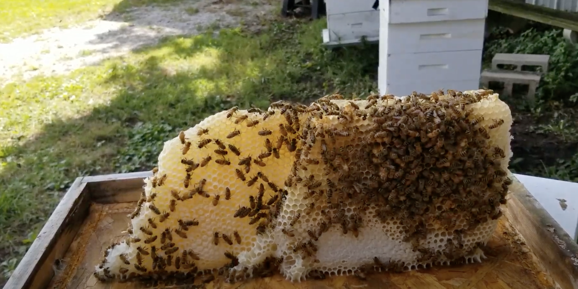 Bees on comb