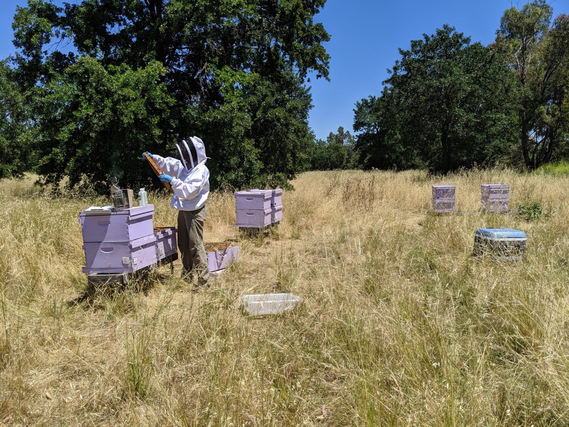Research at the E. L. Niño Bee Lab at UC Davis